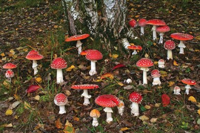 amanita-muscaria-mushrooms